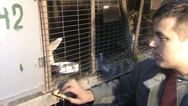 секрет маточника кроликов смотреть онлайн