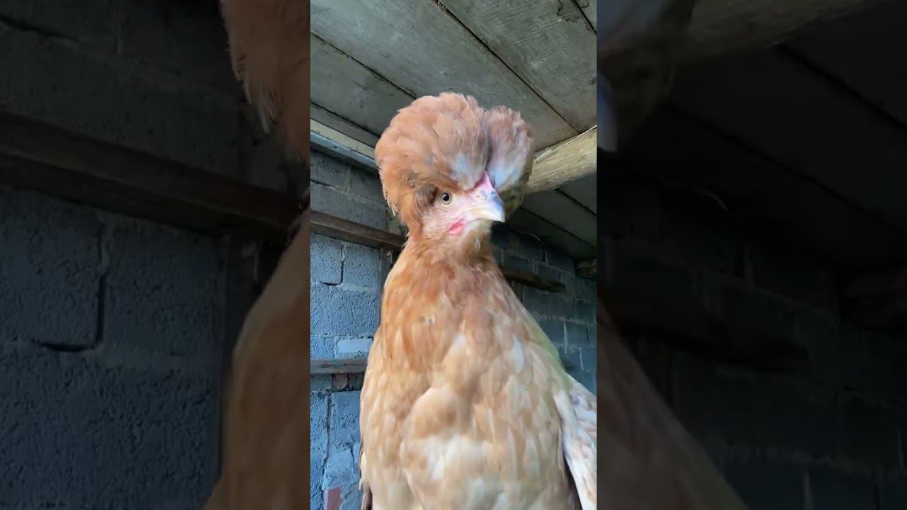 Тренд можно закрыть, мои курочки в топе будут смотреть онлайн