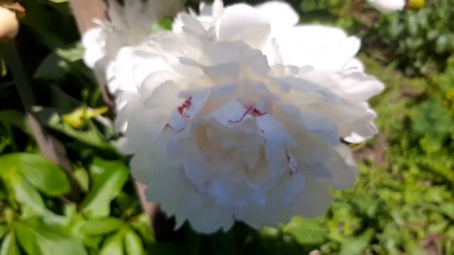 Пион Фестива Максима . Paeonia Festiva Maxima смотреть онлайн