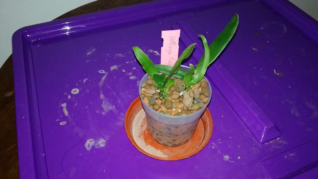 How To Care For Orchid Seedlings In 10 Easy Steps | The Final Ecstasy!