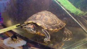 Красноухая черепаха нападает на рулетку