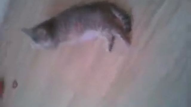 Что делает кошка, когда её дети спят? смотреть онлайн