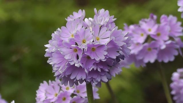 Purple Flowers Rain and Relaxing Music 🎶 смотреть онлайн