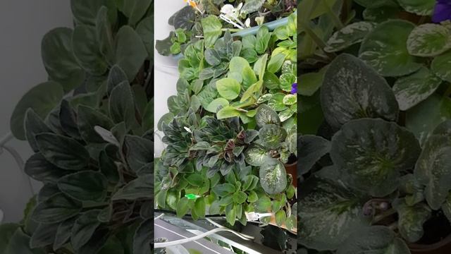 Детский сад мини и полумини фиалочек готовы к отправке. смотреть онлайн