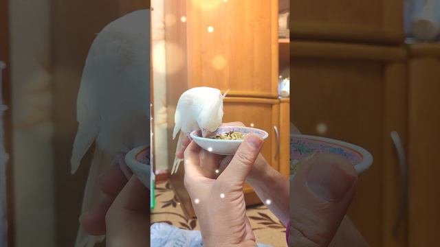 Ричи кушает