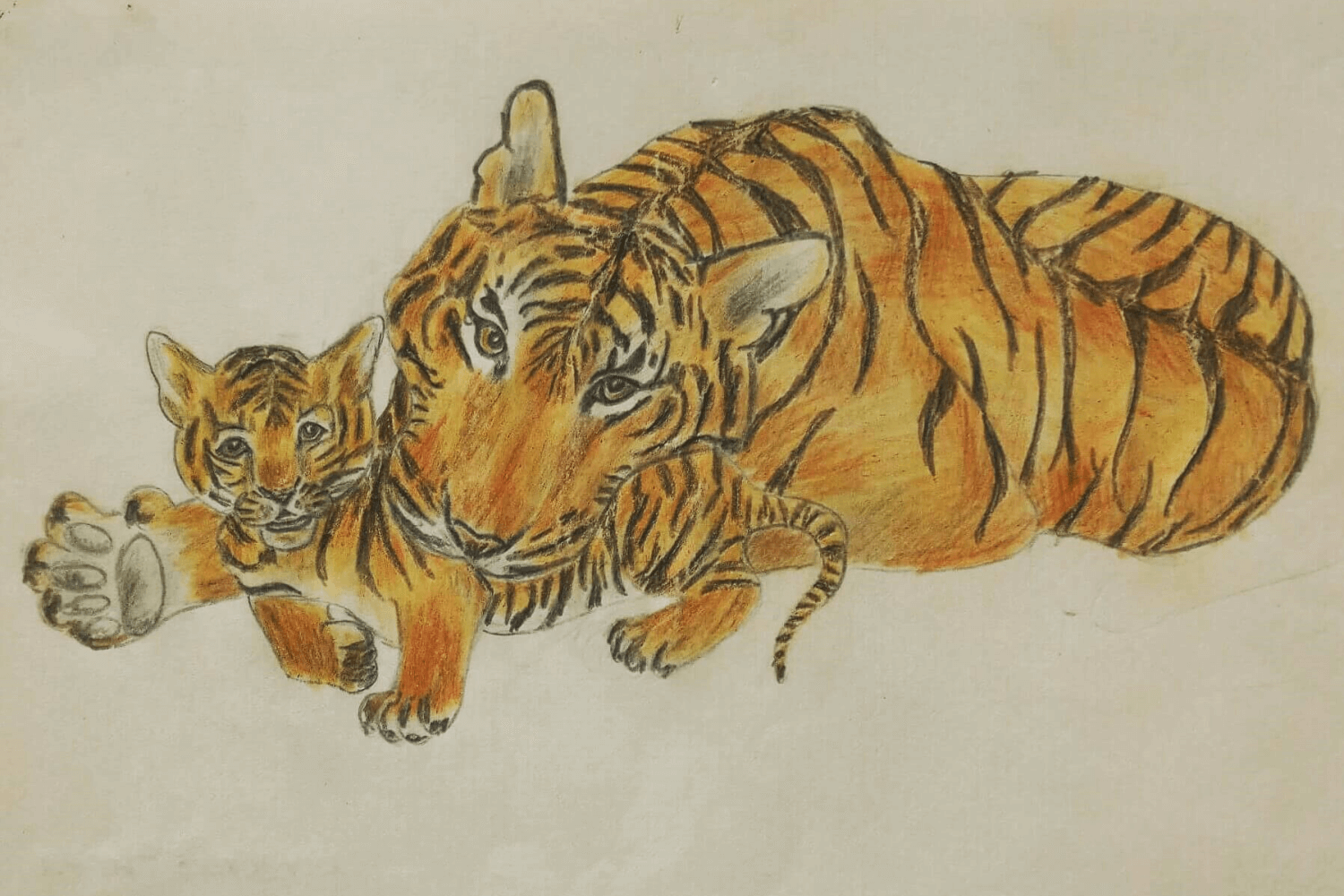 Нарисованный тигр цветными карандашами