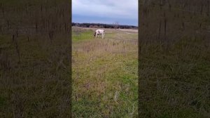 симментальская, голштинская порода коров.