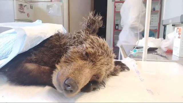 Срочно, Спасаем Медвежонка смотреть онлайн