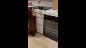 😻🐶Очень смешные моменты с кошками и собаками😻🐶Funny cats and dogs😻🐶№ 5