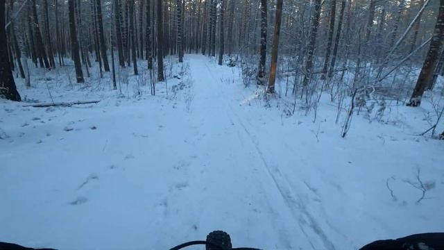 Красота зимнего леса