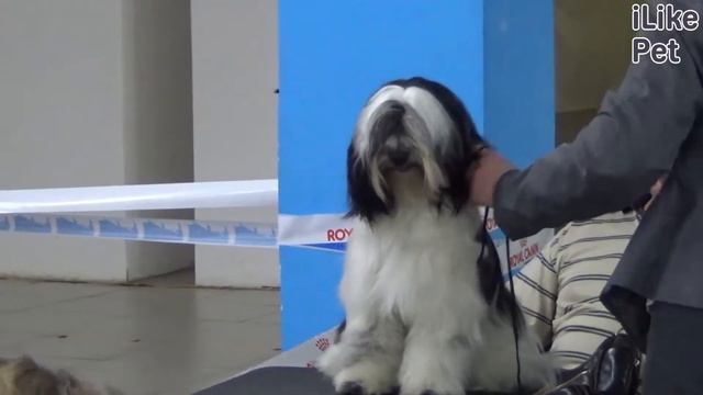 Тибетский терьер на ilikepet. Особенности породы, уход