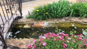 Нерест Кои в домашнем пруду.