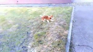 Кавалер кинг чарльз спаниель, Тея, 4 месяца