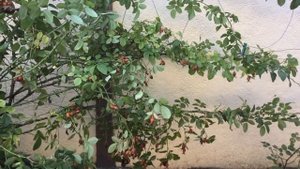 ВСЕ ЗНАТЬ О МЕДНОМ КУПОРОСЕ! Применение, обработка, опрыскивание сада весной. Бордосская смесь !