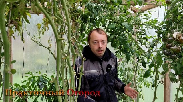 Не стройте теплицу своими руками и не покупайте готовую, пока не посмотрите это видео! смотреть онлайн