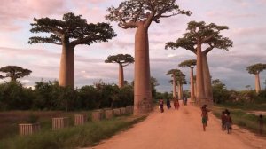 Avenue of the Baobabs - Madagascar Villagers