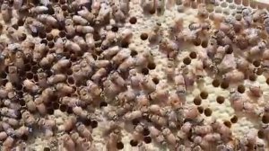 Пчелы породы Кордован. Признаки чистопородности.