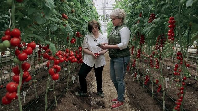 Самые урожайные сорта томатов. Лучшие сорта томатов. Какие томаты выбрать на сезон. смотреть онлайн