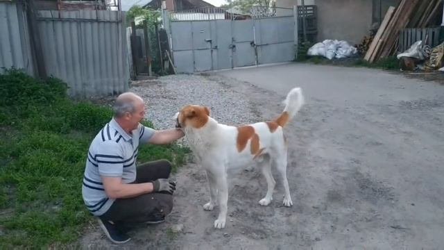 Воспитание и дрессировка алабая/Как проводим время вечером?