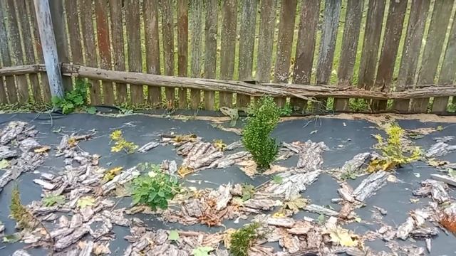 Ремонт старого деревенского дома. Занимаемся стеной на кухне, а там сквозные дыры. смотреть онлайн