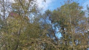 Природа и животные. Республика Мордовия. Город Рузаевка. Просто Грачи. Сентябрь 2023.