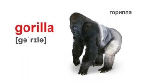 Английские карточки Домана на тему «Animals of Africa/Животные Африки». English Doman cards.