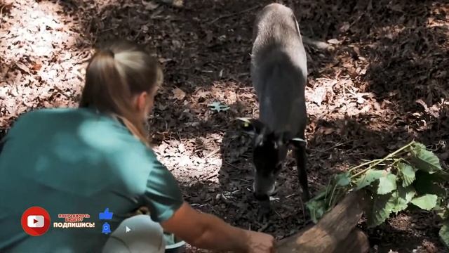 Хохлатый клыкастый олень смотреть онлайн