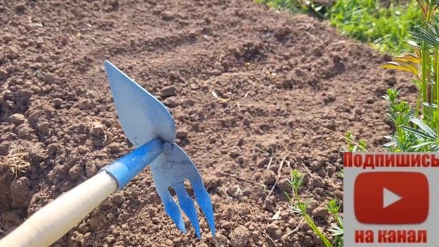 ВЕРНУЛАСЬ НА ДАЧУ высаживаю томаты и перцы Какие цветы можно сеять прямо в грунт смотреть онлайн