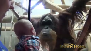 Орангутан целует малыша