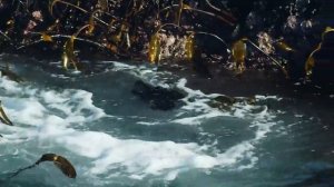 Великий Тихий океан  Прожорливый  4K  720p