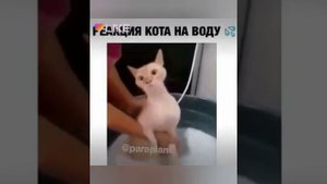 Самые милые и смешные ролики здесь!!!