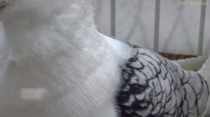 КРАСИВЫЕ ГОЛУБИ В МИРЕ?? || BEAUTIFUL PIGEONS IN THE WORLD ||