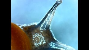 УЛИТКИ  ПОД МИКРОСКОПОМ.