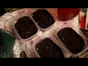 Посев перцев.16 февраля 2024 г.