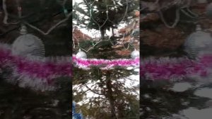 Как избавиться от #хмеля в #огороде.