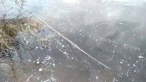 Ондатра подо льдом.