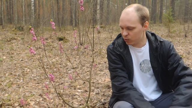 Чувашия, ещё без грибов. о2.o5.2o21. Волчье лыко, Волга, первые цветы смотреть онлайн