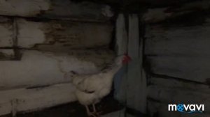 Осушитель подстилки в действии/борьба с паразитами в курятнике/первое яйцо от кур молодок
