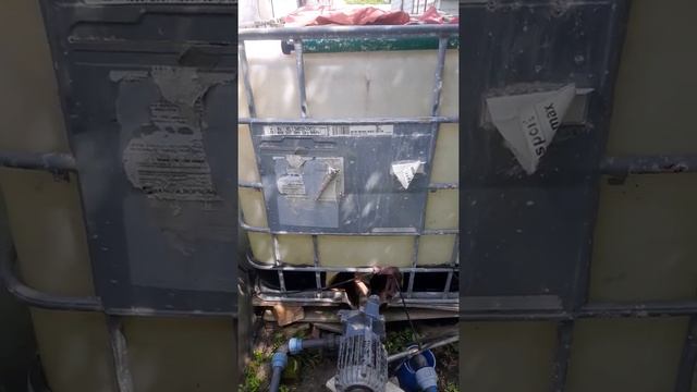 Голубика в горшках.Созревание первых ягод 15.06.21.Моя система подкормки.