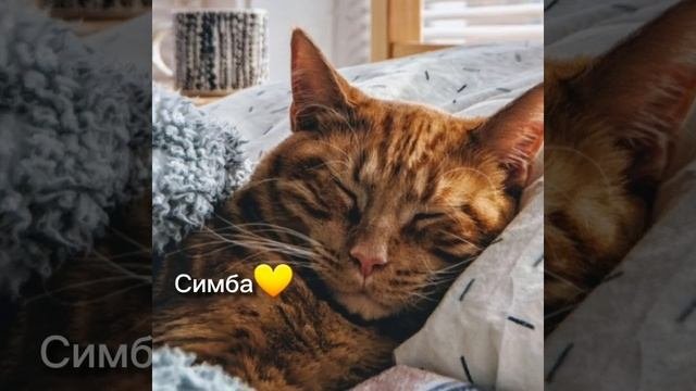 #имена#для#котов#мальчик#имя