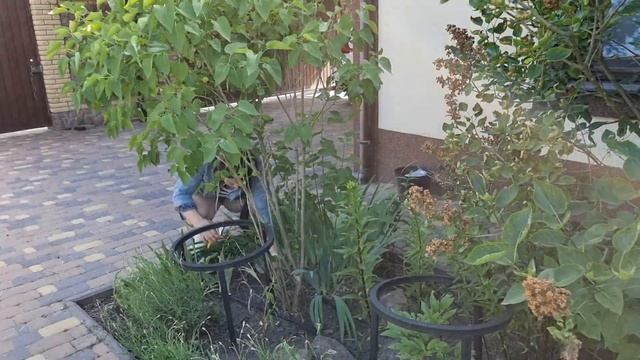 Обрезаю сирень / сажаю сирень / уход и формировка. Хроники 07.06.2022г. 104й день.