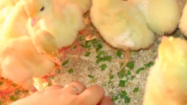 Индюшата БИГ6 / уход / содержание / кормление / индюки тяжелый кросс БИГ-6 смотреть онлайн