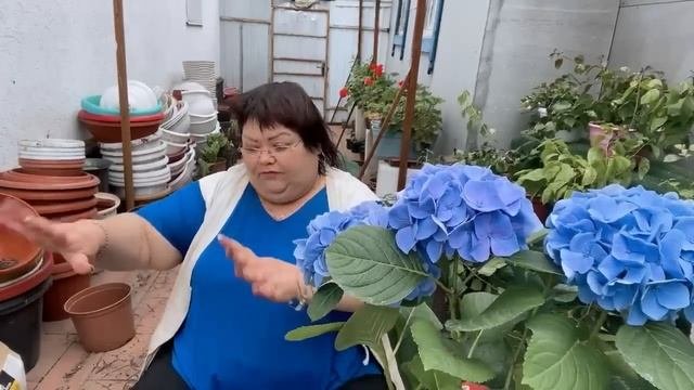 ГОРТЕНЗИЯ КРУПНОЛИСТНАЯ. дОЛГОИГРАЮЩИЙ БУКЕТ
