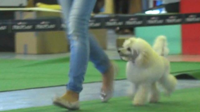 10.06.12 АА Фристайлер 4,5 мес смотреть онлайн