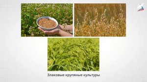 Культурные растения в жизнедеятельности человека. Технология 5 класс