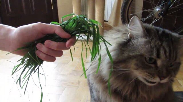 Коту Тихону привезли траву с дачи - вот оно, счастье! смотреть онлайн