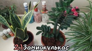 Парвариши энг онсон 5та Хона гуллари. БУ ХОНА ГУЛЛАРИНИ ОЛДИРИШ ЖУДА КИЙИН, ЖОНИ ТОШДАН ГУЛЛАР.