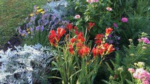 цветут фрезии