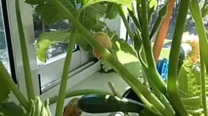 Кабачки на балконе.