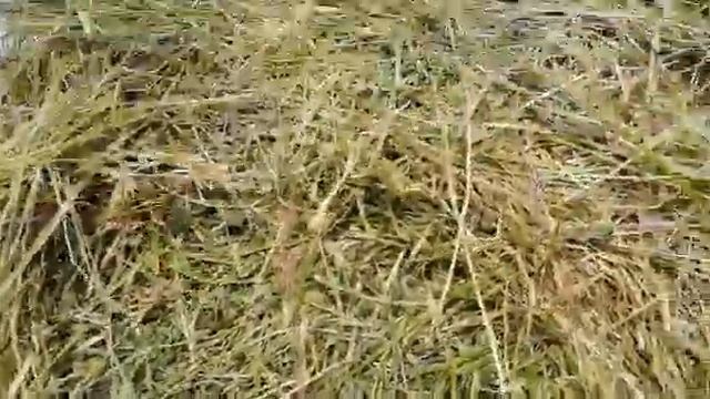 Работа нашего  пресс-подборщика и вторичный  шпагат смотреть онлайн